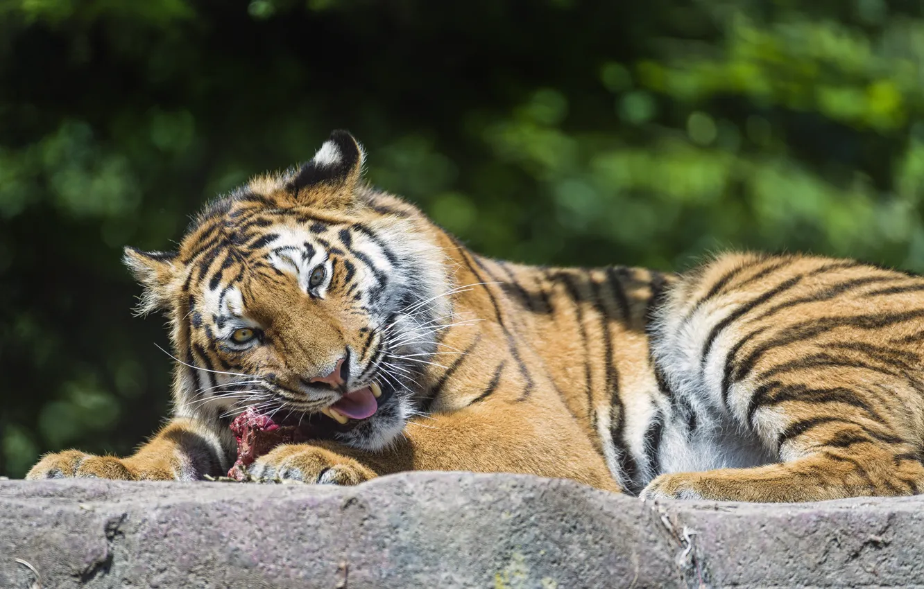 Фото обои кошка, тигр, хищник, мясо, ест, амурский, ©Tambako The Jaguar