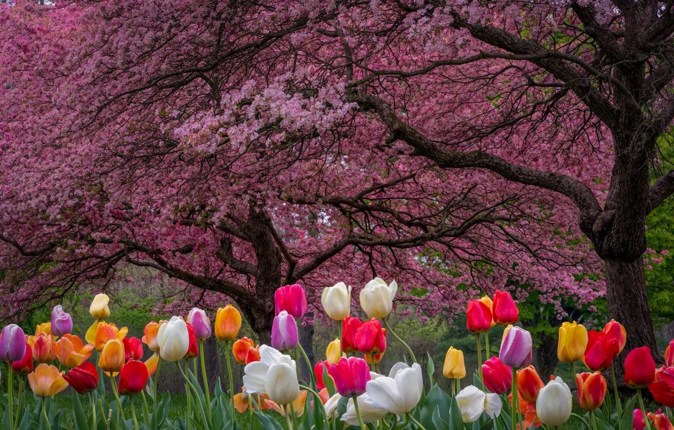 Фото обои цветы, природа, весна, тюльпаны, цветение