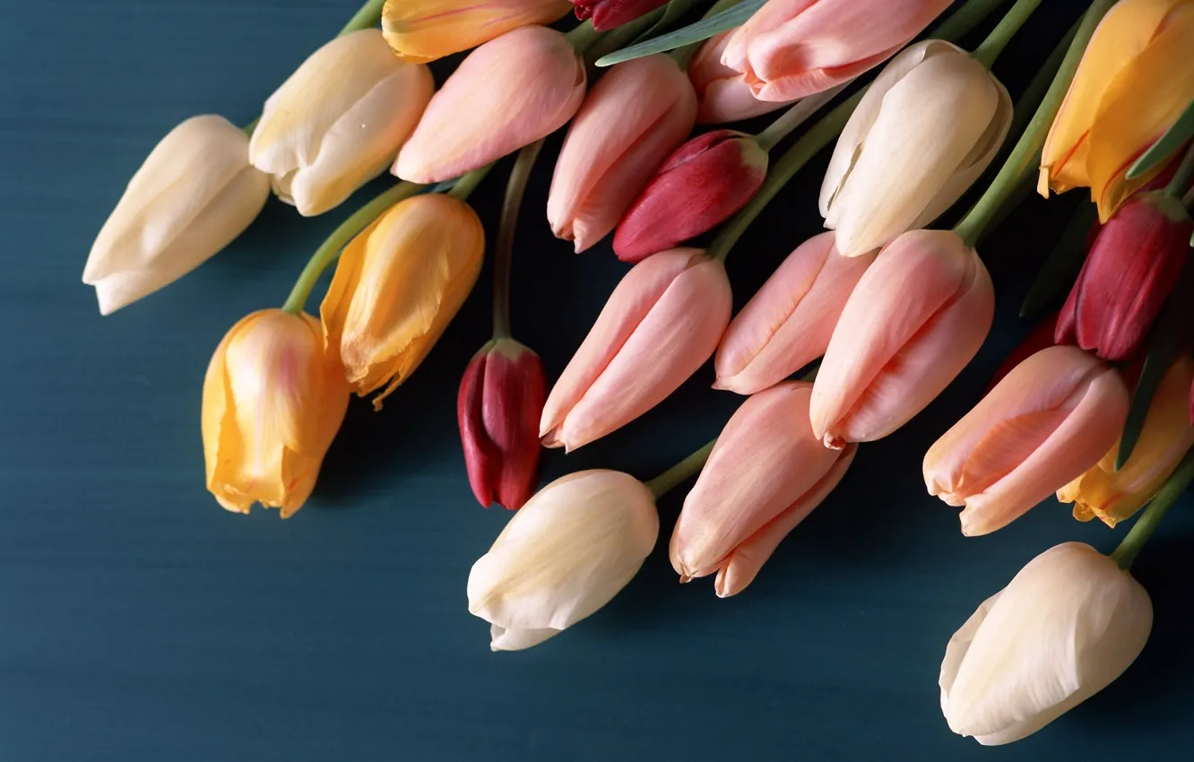 Фото обои поверхность, цветы, букет, тюльпаны, бутоны, разноцветные