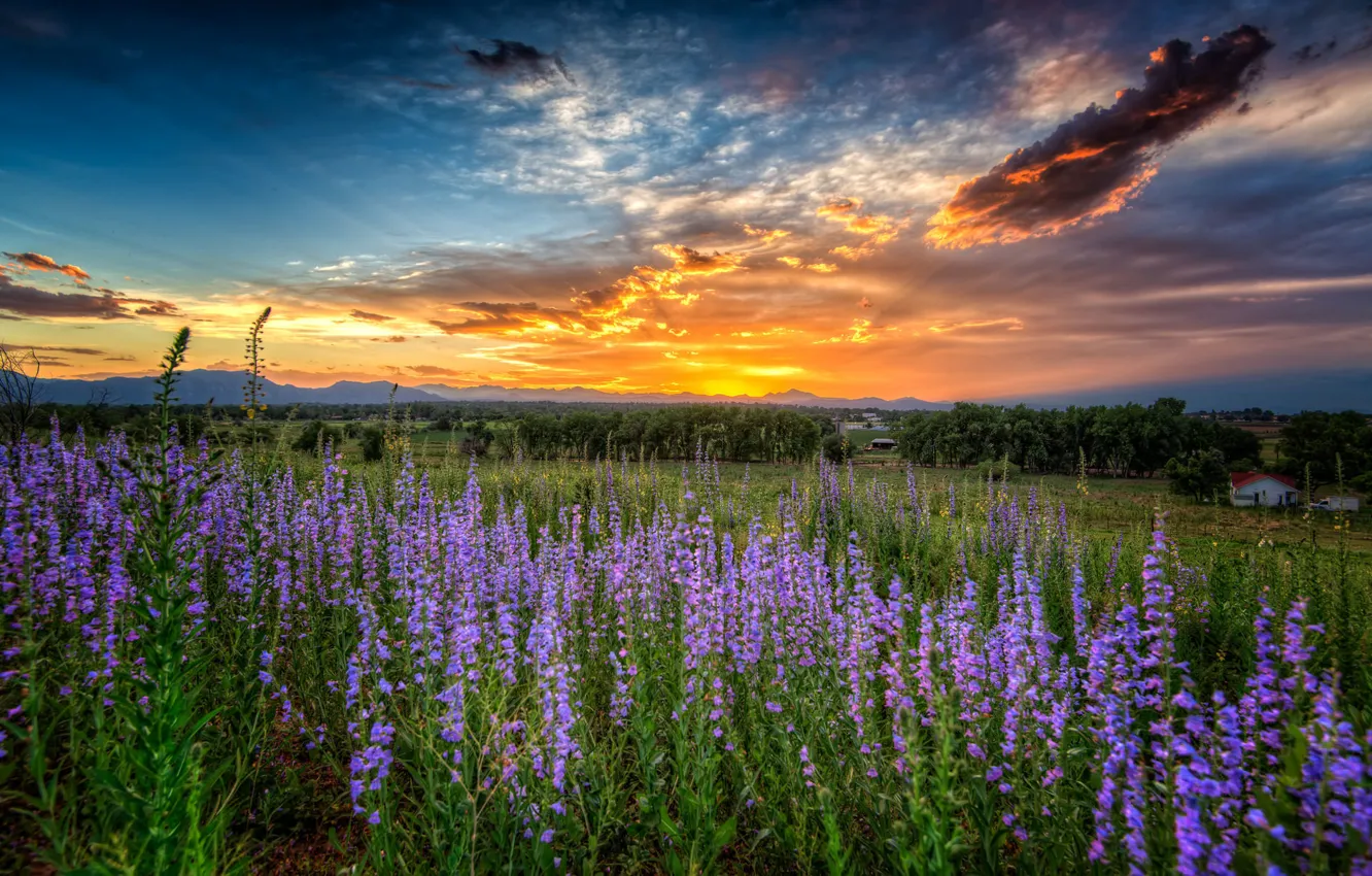 Фото обои закат, цветы, луг, Колорадо, Colorado, Луисвилл, Louisville