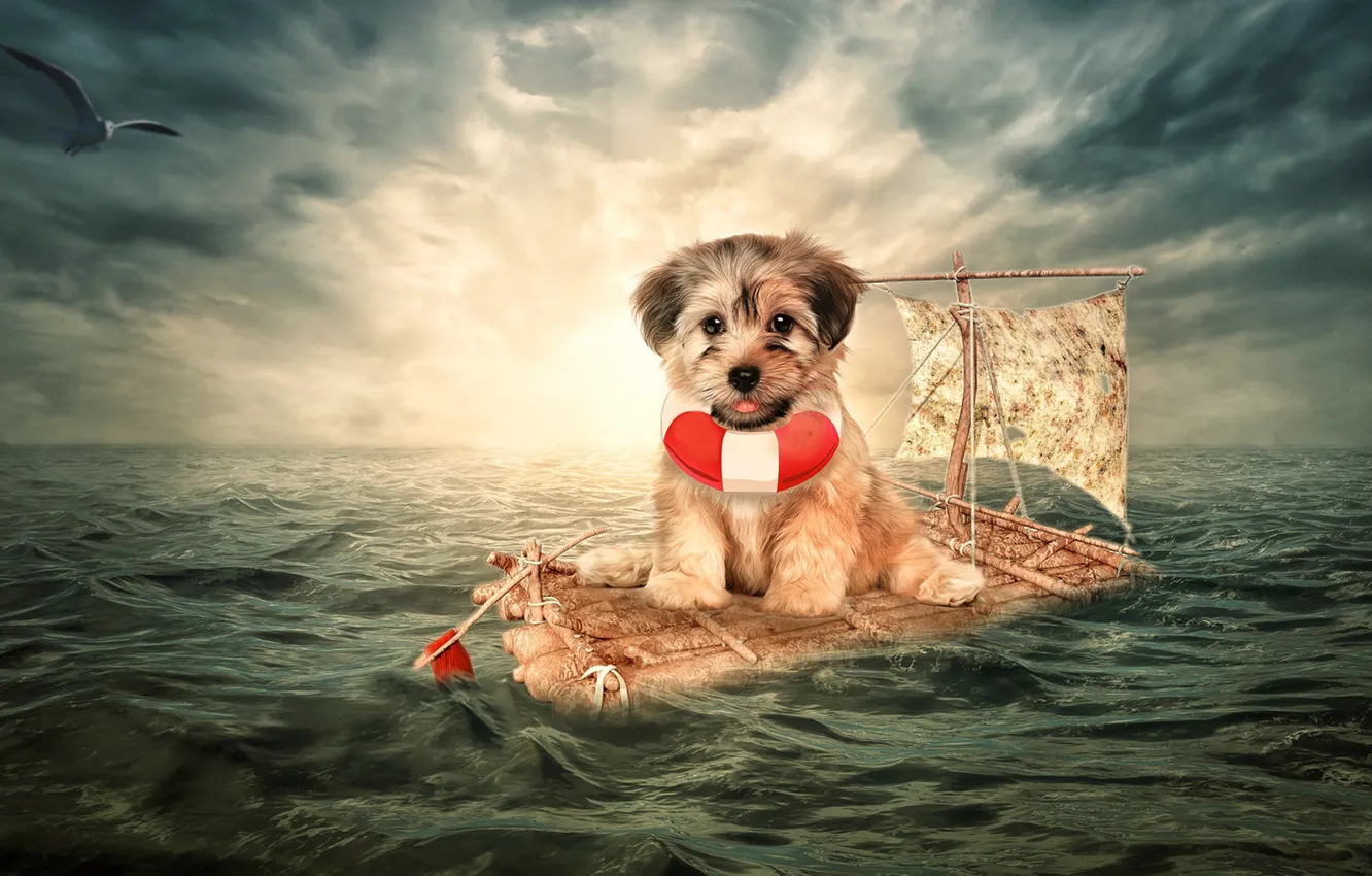 Фото обои море, ситуация, собака, чайка, щенок, плот, пёсик, спасательный круг