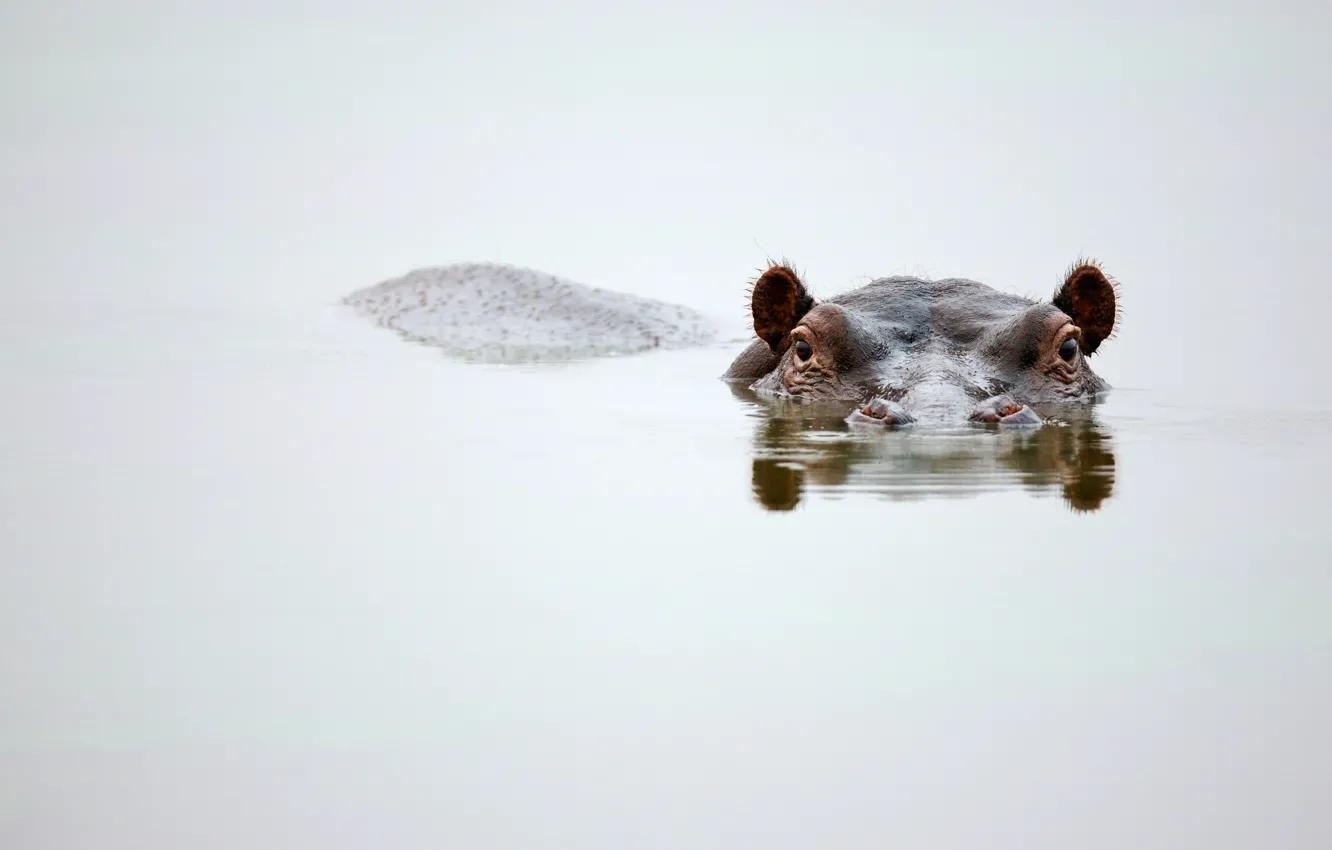 Фото обои water, head, mammal, hippopotamus