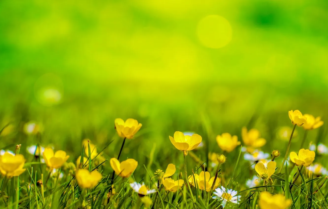 Фото обои трава, фон, ромашки, Цветы, желтые, размытость