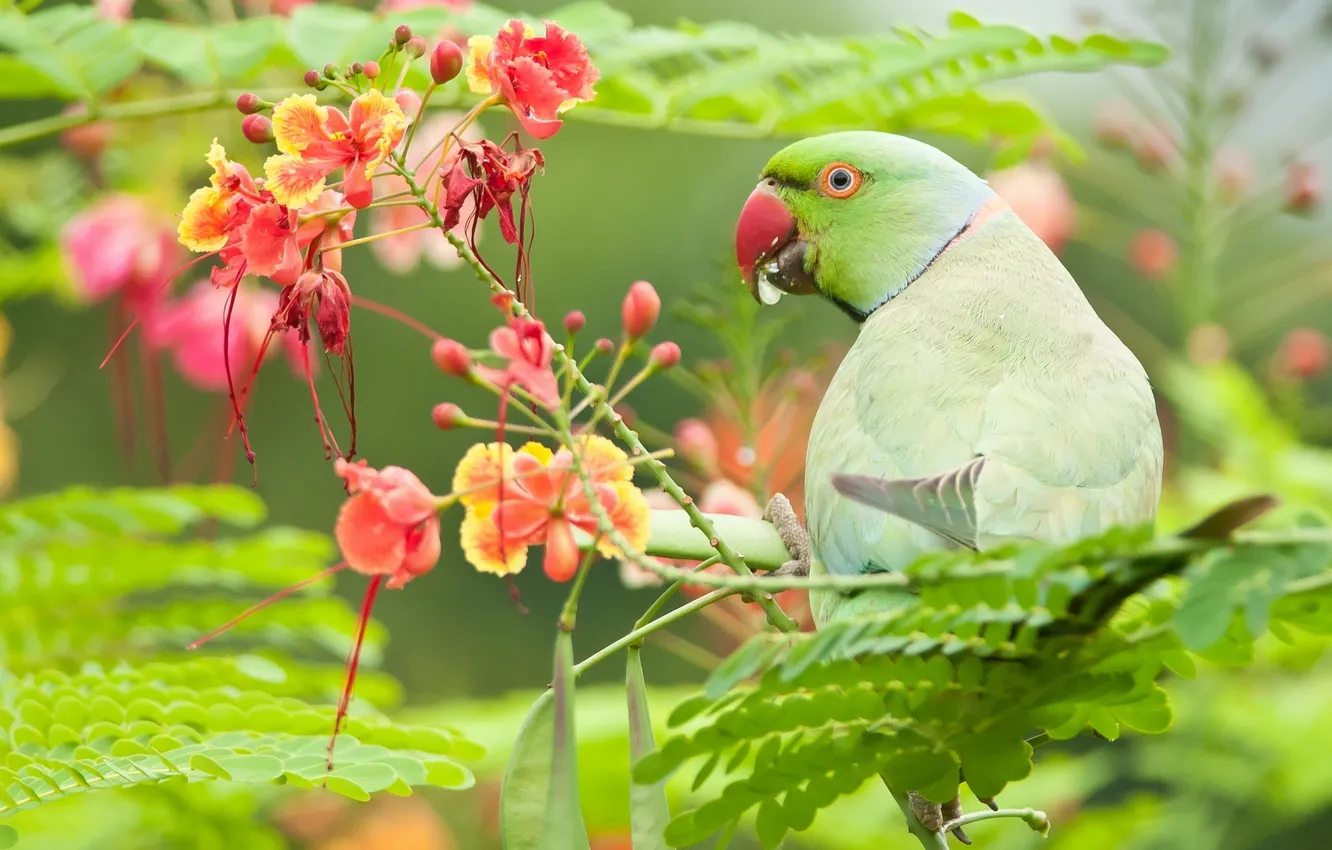 Фото обои листья, цветы, Индийский кольчатый попугай