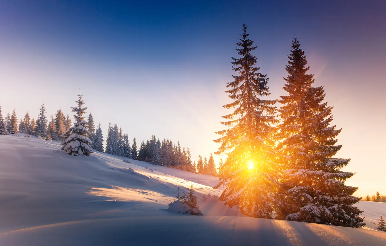 Фото обои Закат, Природа, Зима, Деревья, Снег, Рассвет, Лучи, Ель