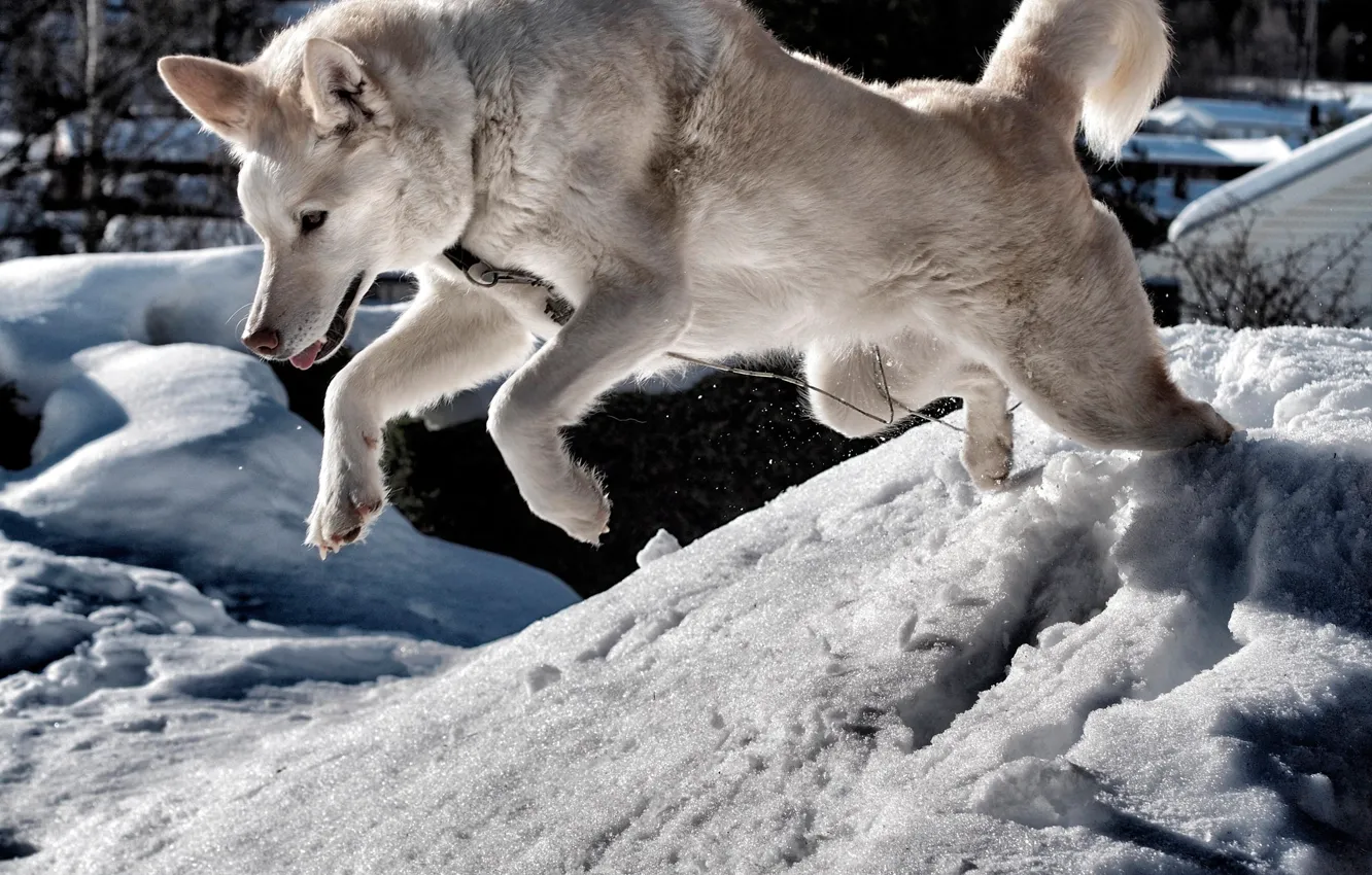 Фото обои зима, солнце, снег, прыжок, собака, белая