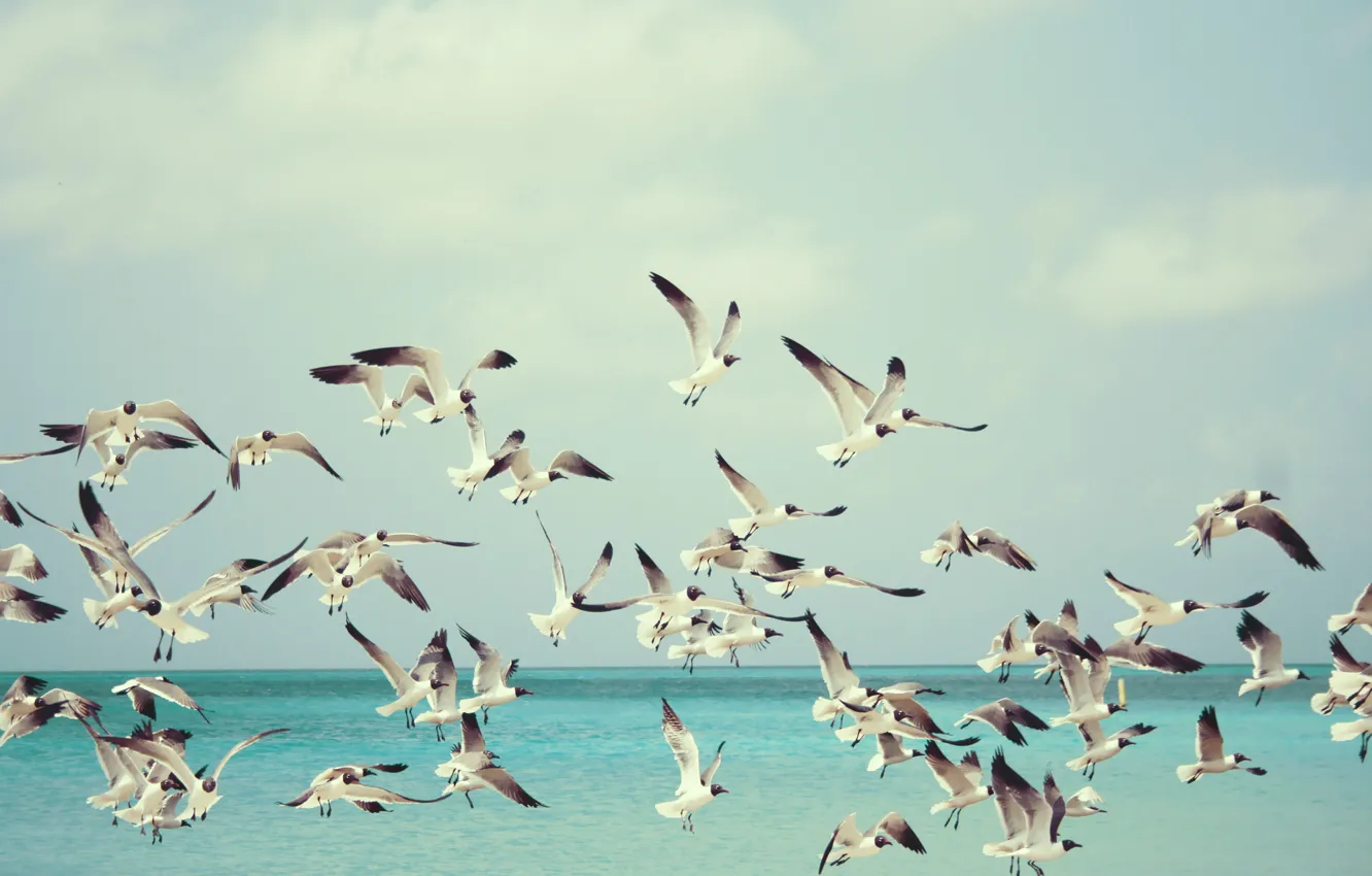Фото обои море, полет, чайки