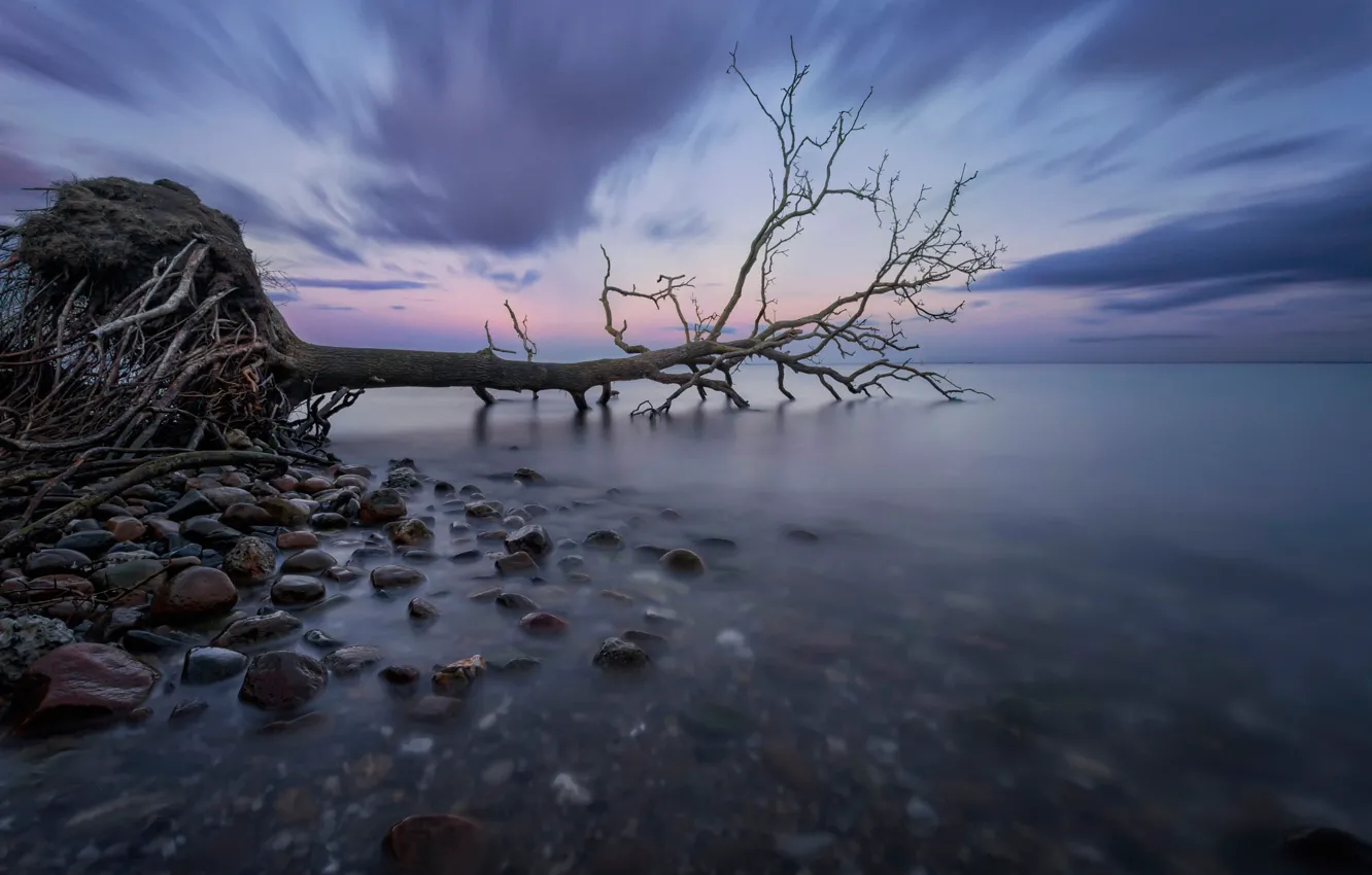 Фото обои море, корни, гладь, камни, дерево, выдержка, Дания, залив