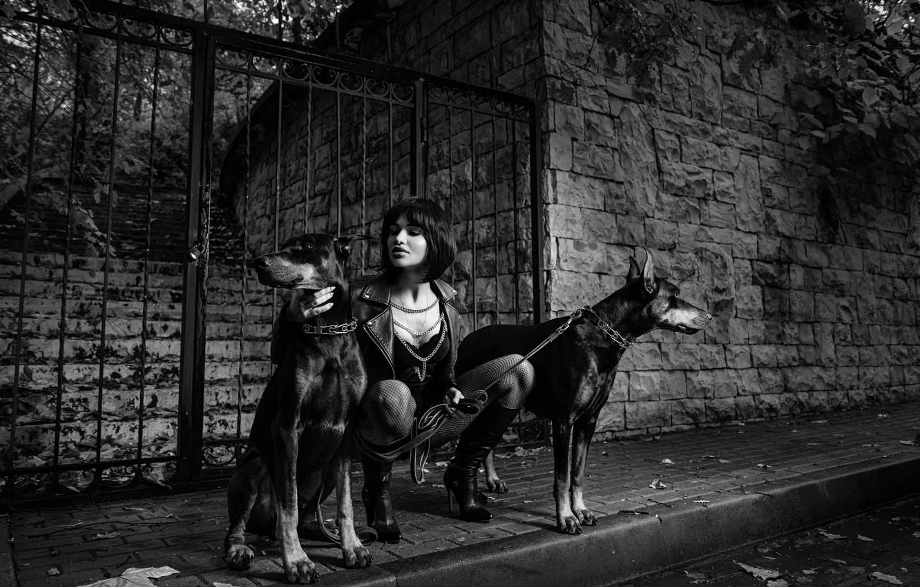 Фото обои девушка, чёрно-белое, доберманы, Сергей Артамонов