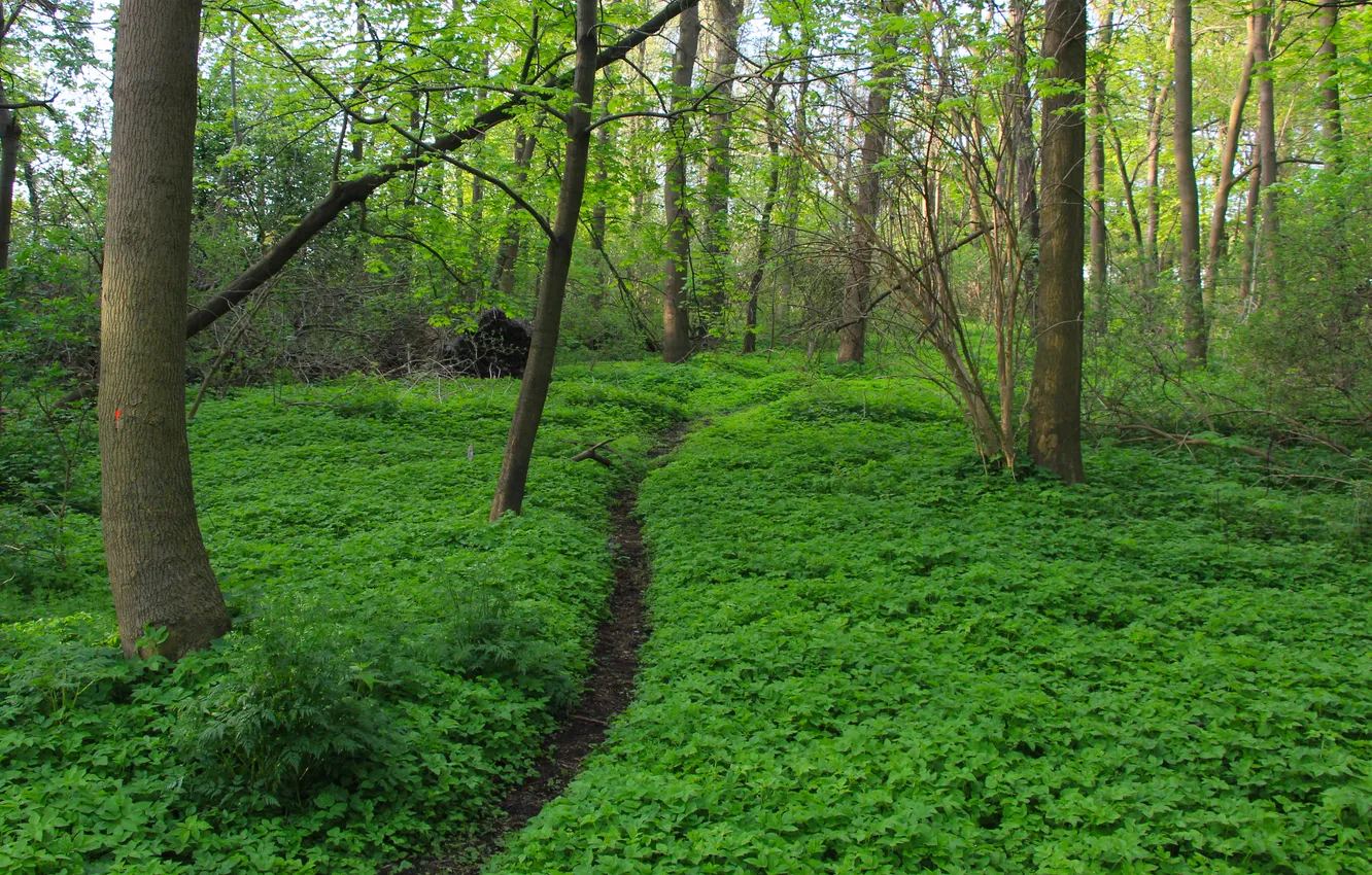 Фото обои forest, park, tree, path in the forest