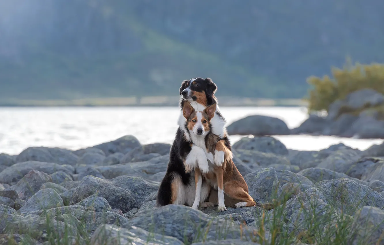 Фото обои животные, собаки, природа, река, камни, объятия, пара, Ирина Ковалёва