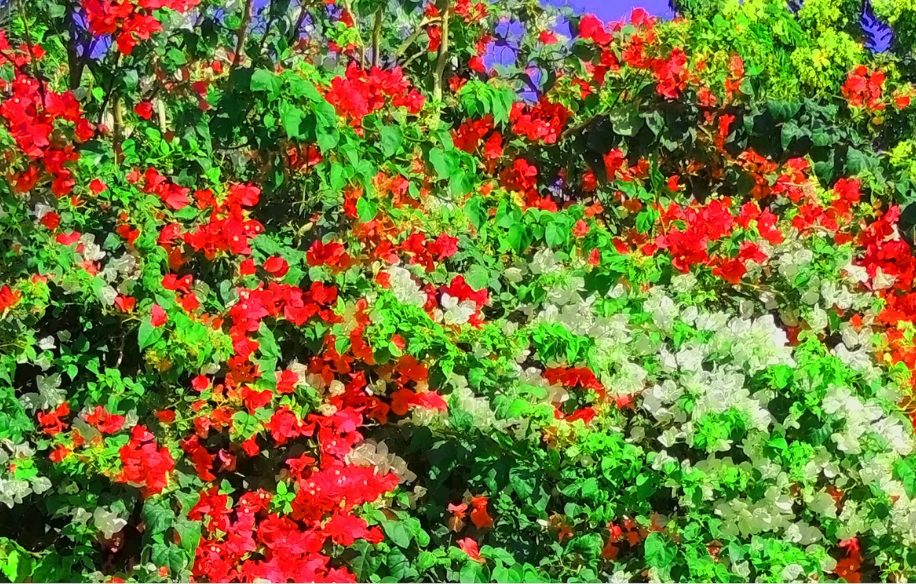 Фото обои листья, ветки, красный, яркий, зеленый, фон, дерево, обои