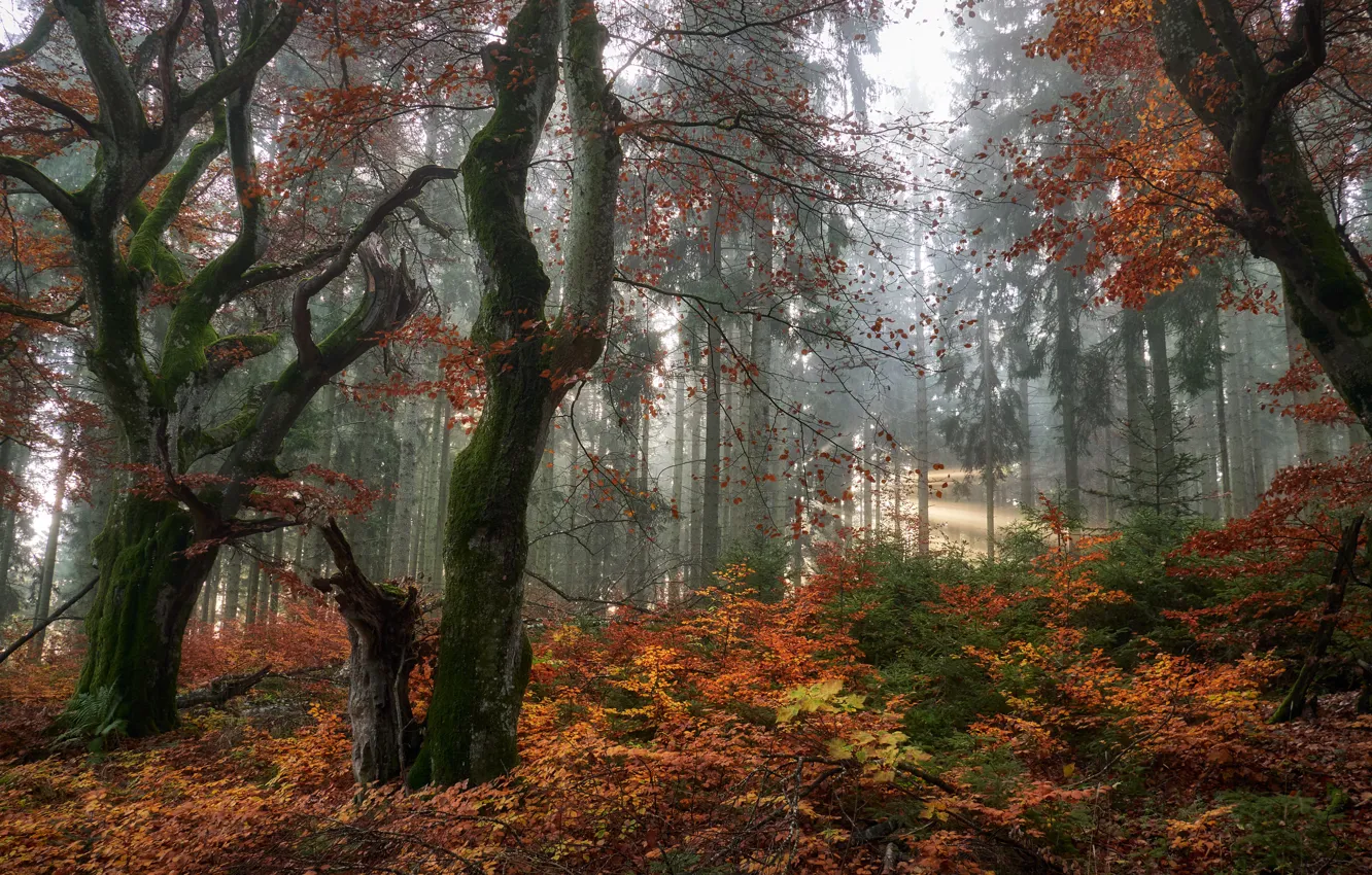 Фото обои осень, лес, деревья, ветки, лучи солнца, кусты