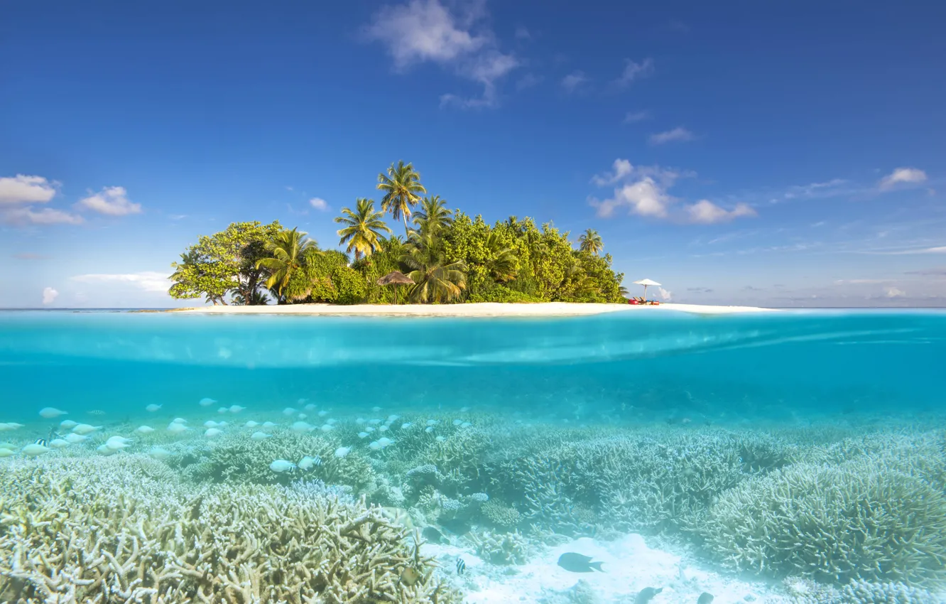 Фото обои пляж, пальмы, океан, остров, Мальдивы, лагуна, Maldives, North Ari Atoll