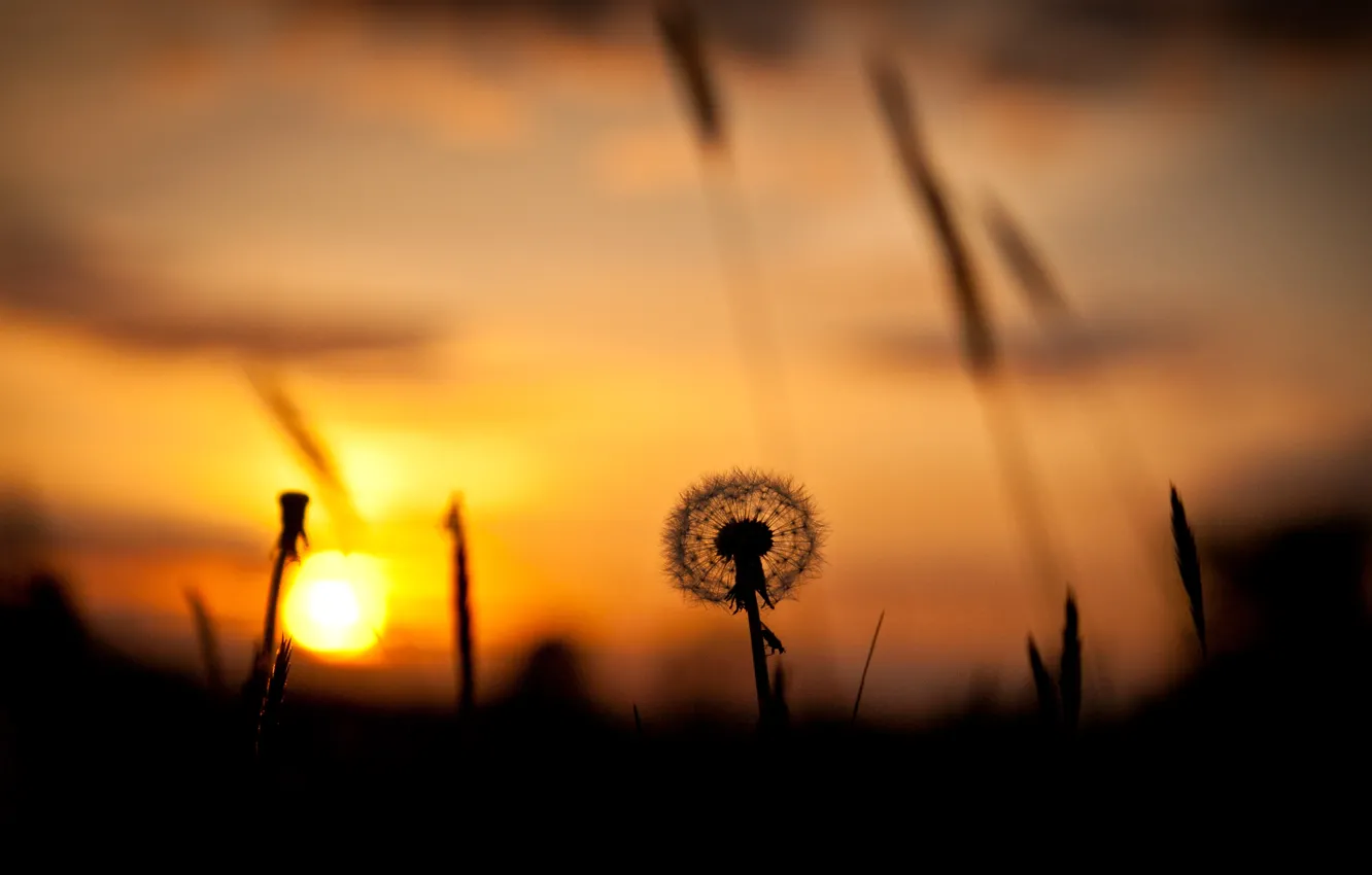 Фото обои поле, небо, трава, солнце, закат, одуванчик, силуэт