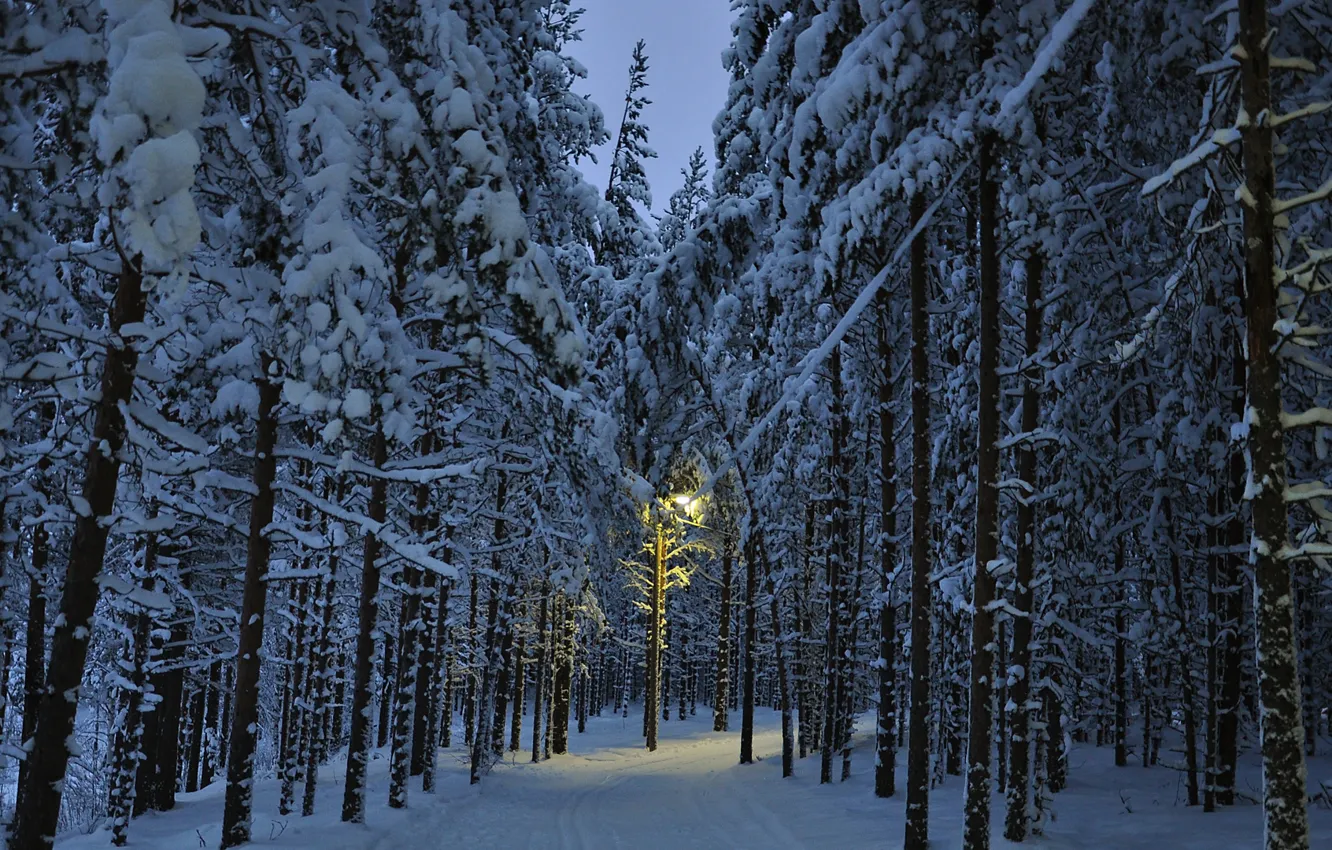 Фото обои зима, дорога, свет, снег, деревья, природа