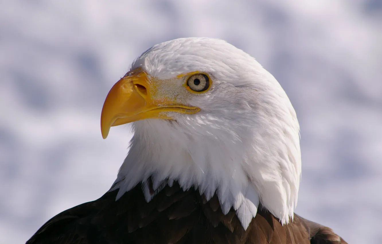 Фото обои взгляд, Птица, профиль, bird, белоголовый орлан, bald eagle