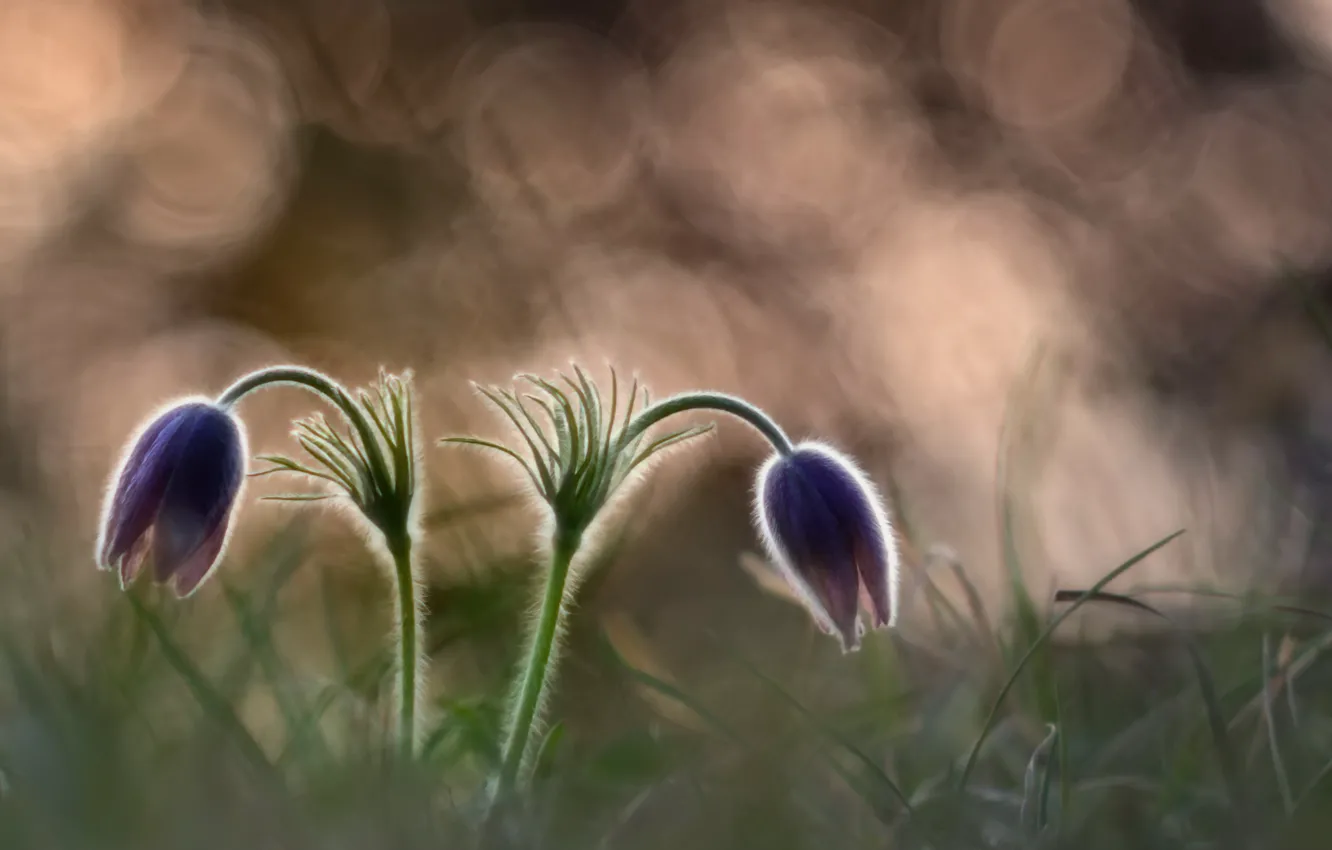 Фото обои цветы, природа, фон, сон-трава, прострел