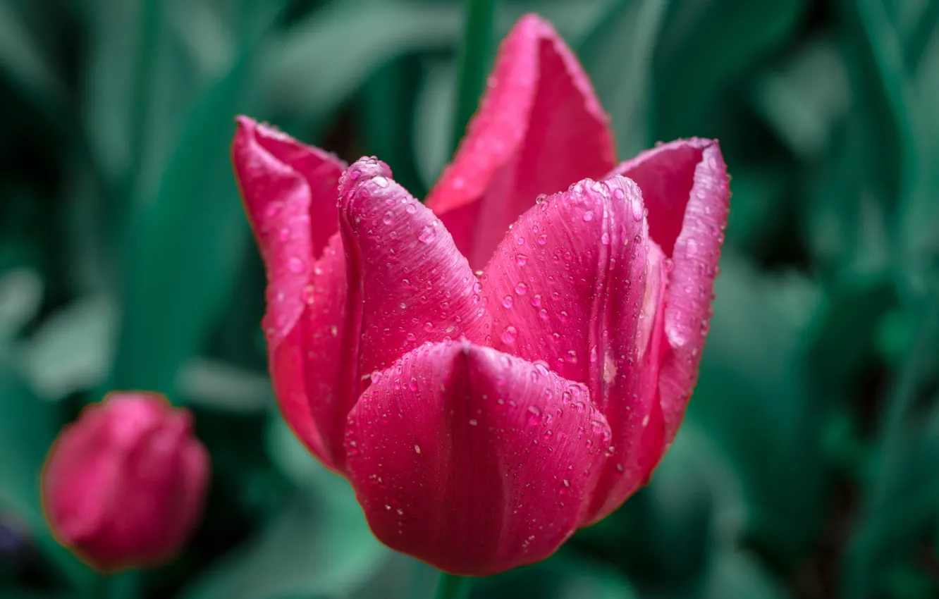 Фото обои Боке, Tulips, Bokeh, Macro, Drops, Pink tulips