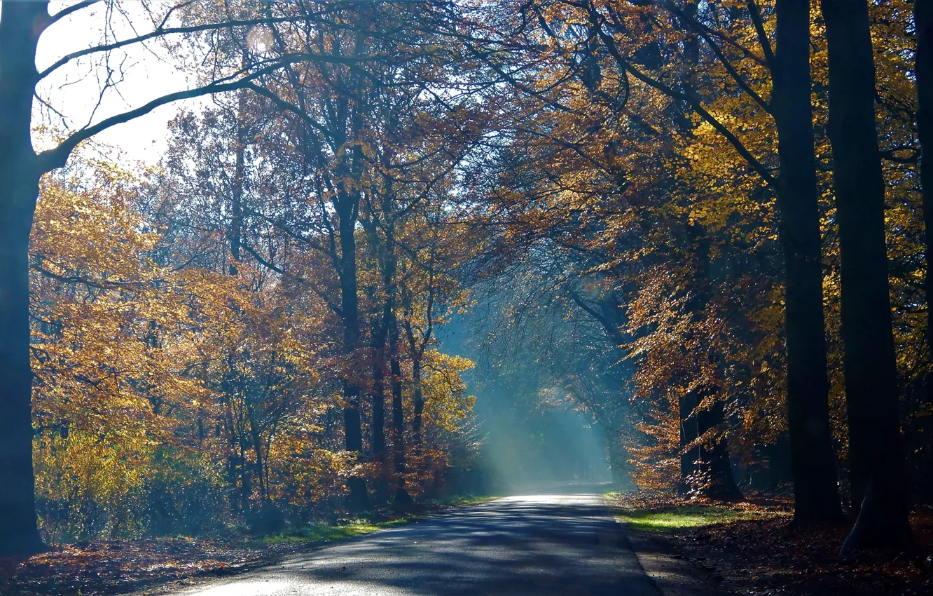 Фото обои дорога, осень, туман, утро в лесу