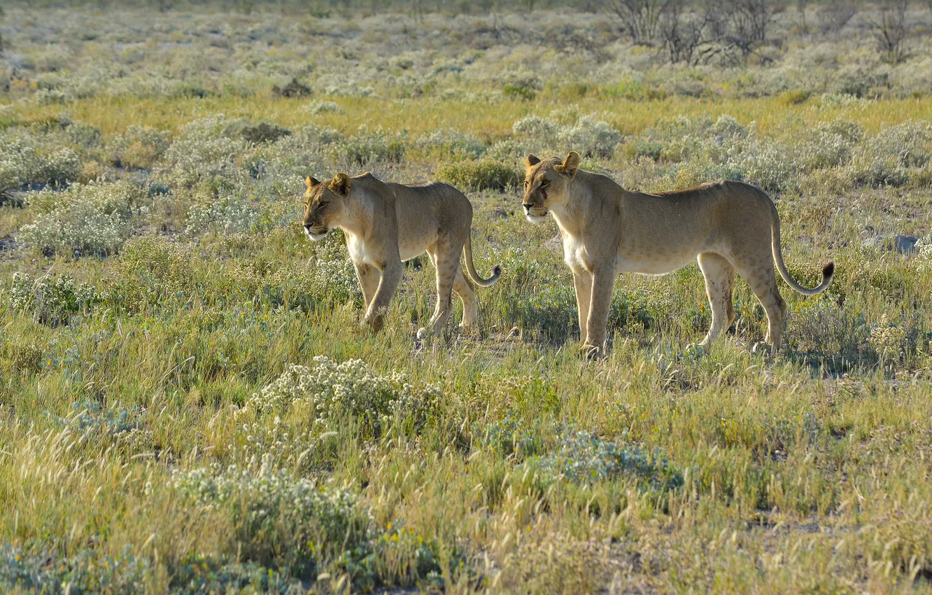 Фото обои кошки, Африка, сафари, Namibia, львицы, the Etosha Nation Park