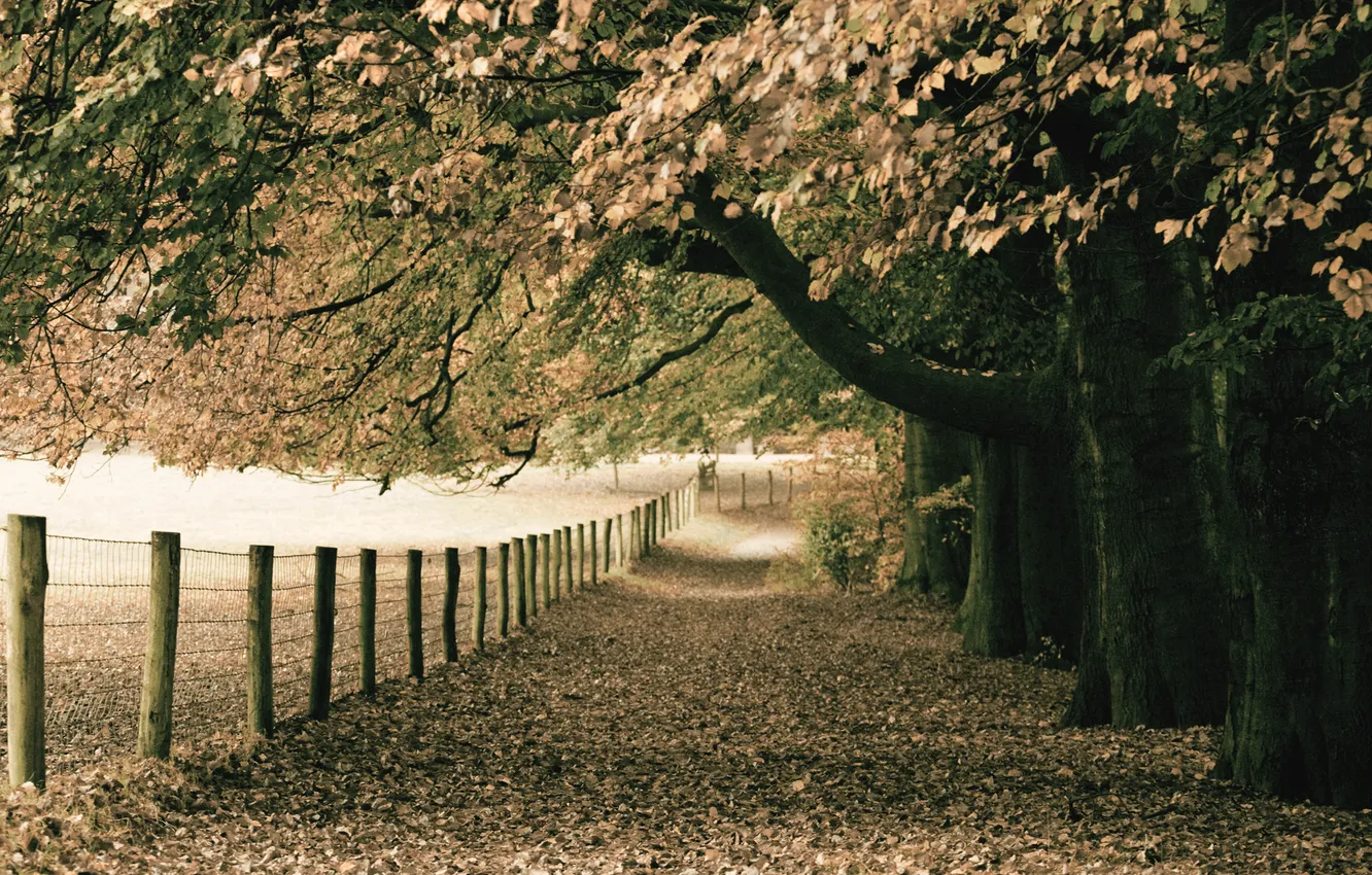 Фото обои осень, природа, парк, листва, монотонность