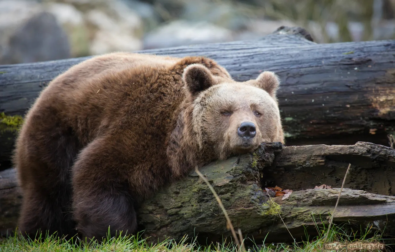 Фото обои wood, trunk, Bear, resting