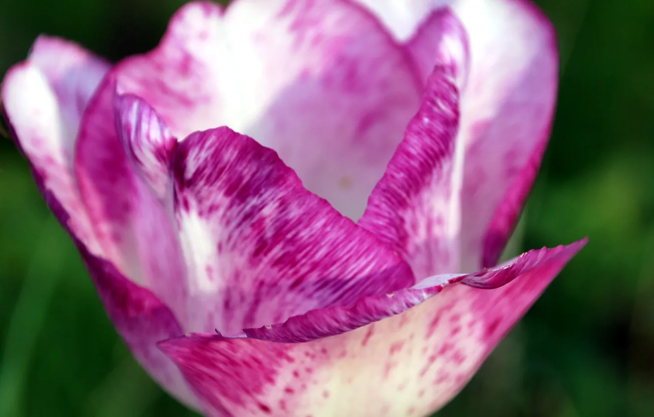 Фото обои макро, Цветок, лепестки, flower, macro, боке, boke