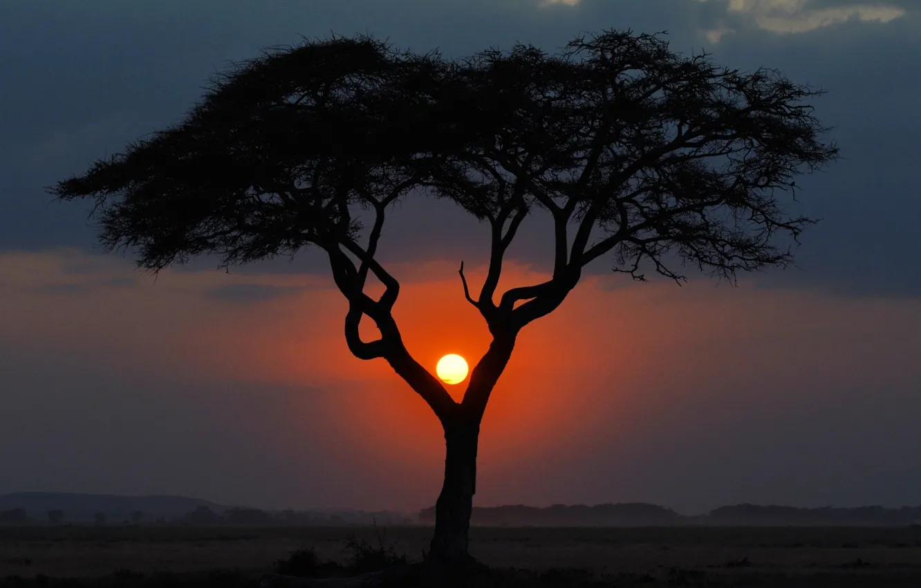 Фото обои солнце, закат, дерево, силуэт