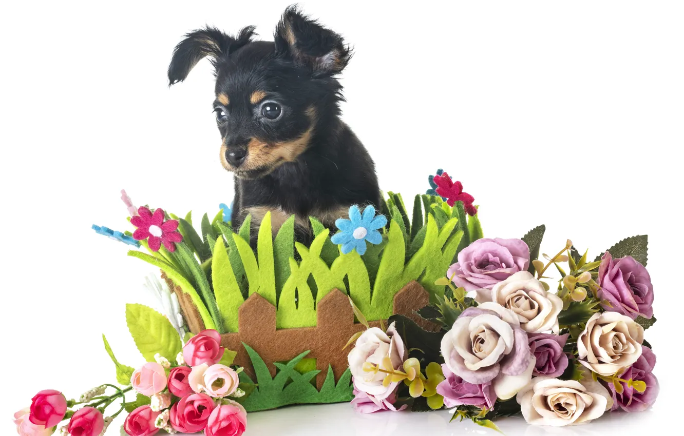 Фото обои взгляд, цветы, собака, щенок, композиция, Чихуахуа