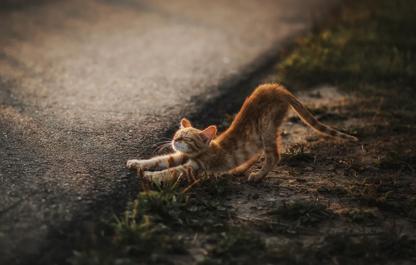Фото обои кот, котенок, kitten, cat, потягушки, sips, Евгений Сальников