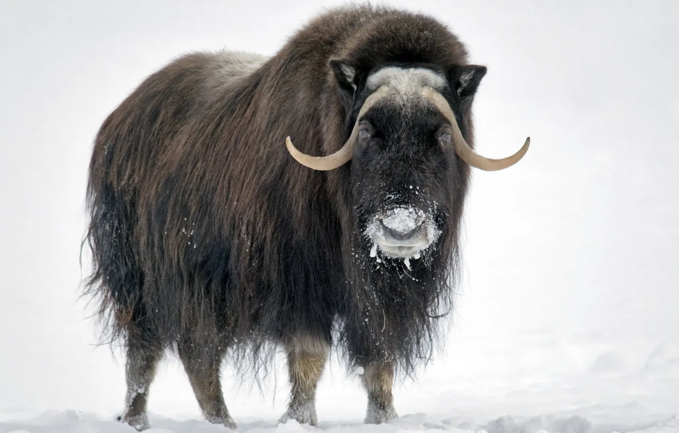Фото обои animal, wildlife, mammal, hoofed, muskox