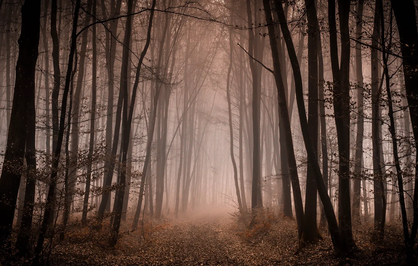 Фото обои осень, лес, деревья, ветки, туман, стволы, дорожка, аллея