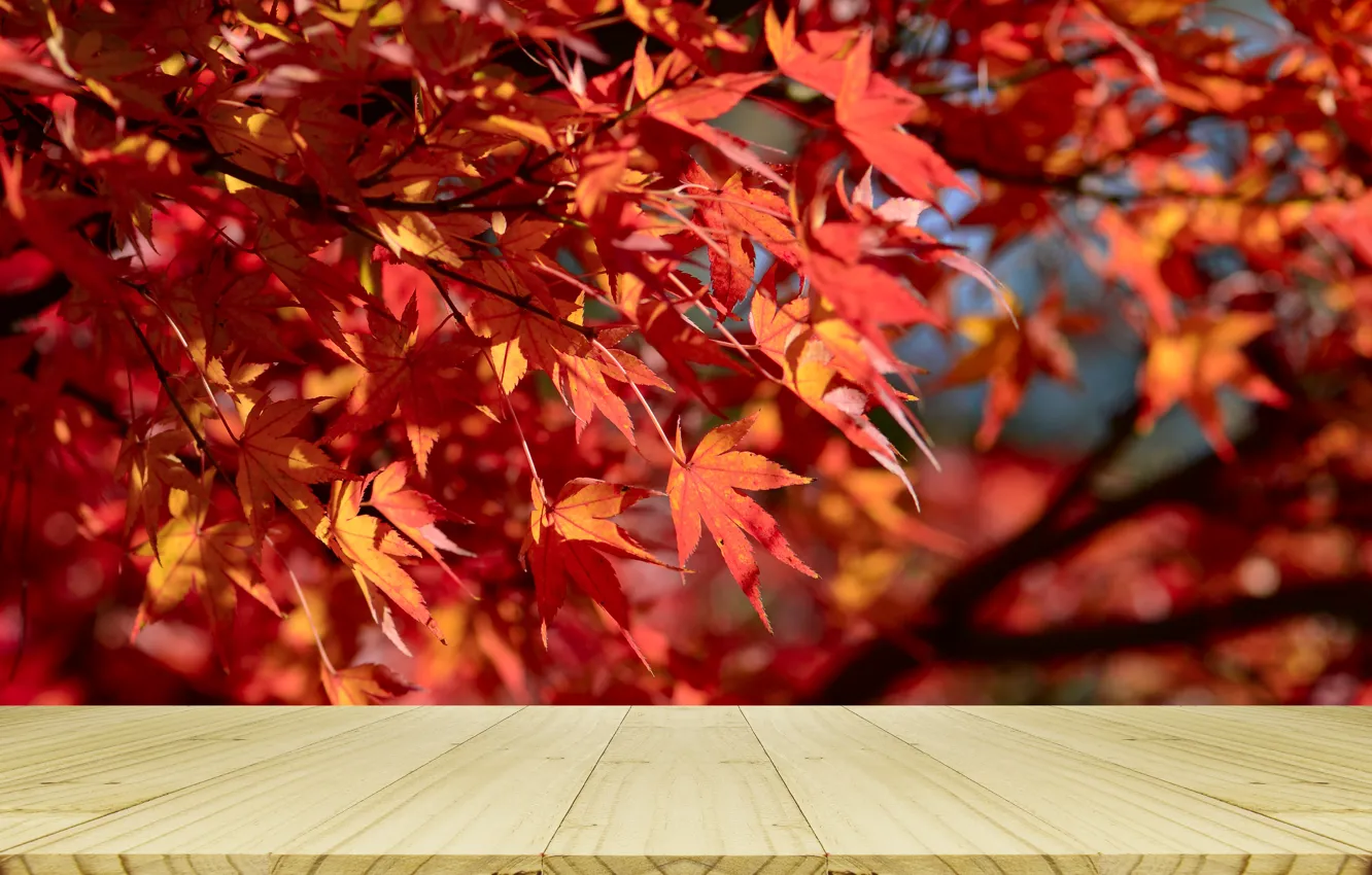 Фото обои осень, листья, дерево, colorful, red, клен, wood, autumn