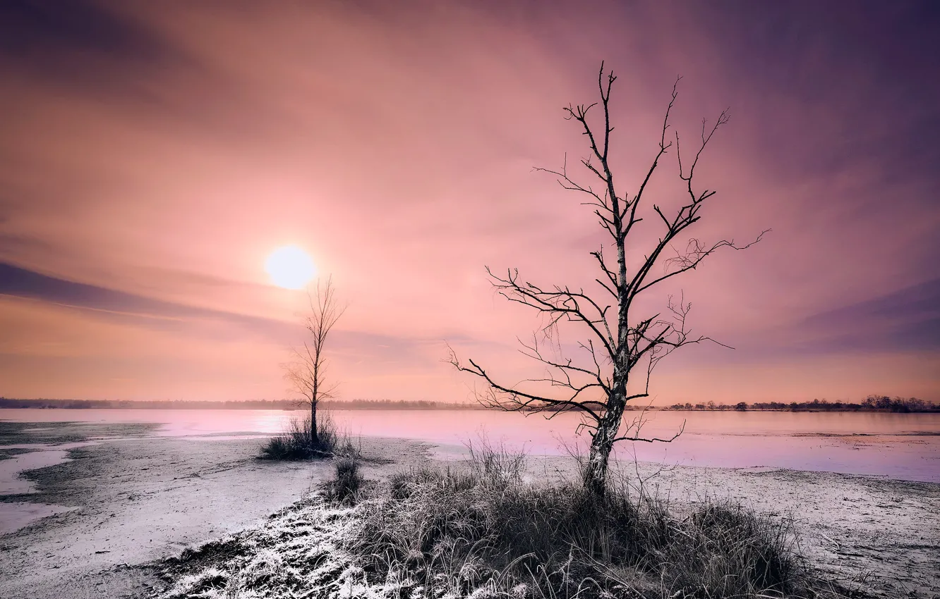 Фото обои деревья, туман, река