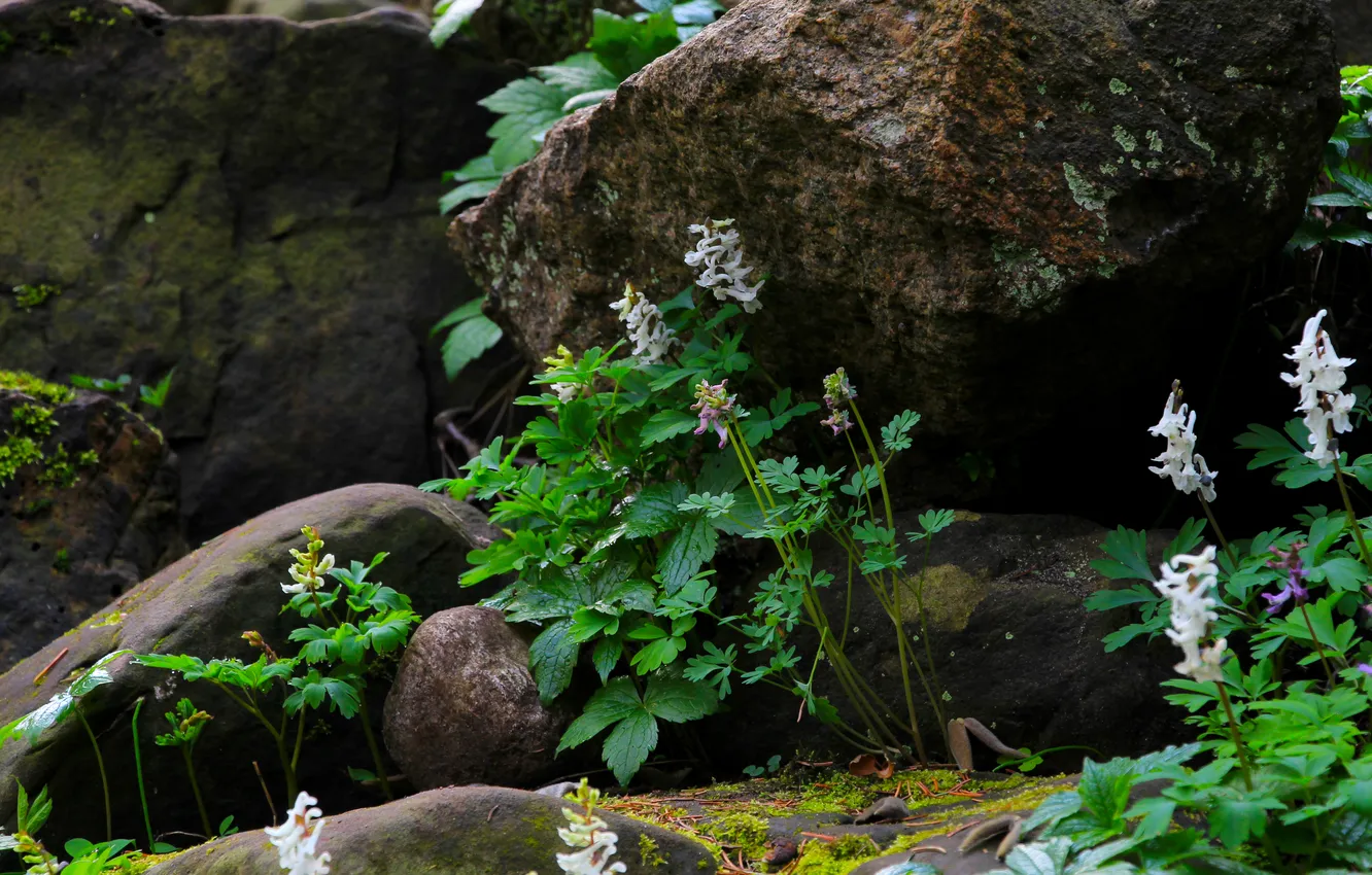 Фото обои flower, stones, spring, plant