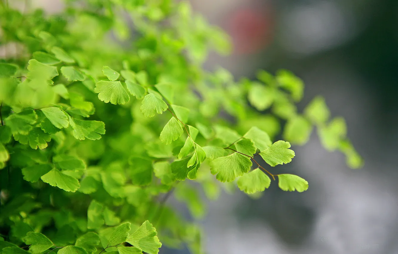 Фото обои макро, растение, лепестки, зеленое, macro