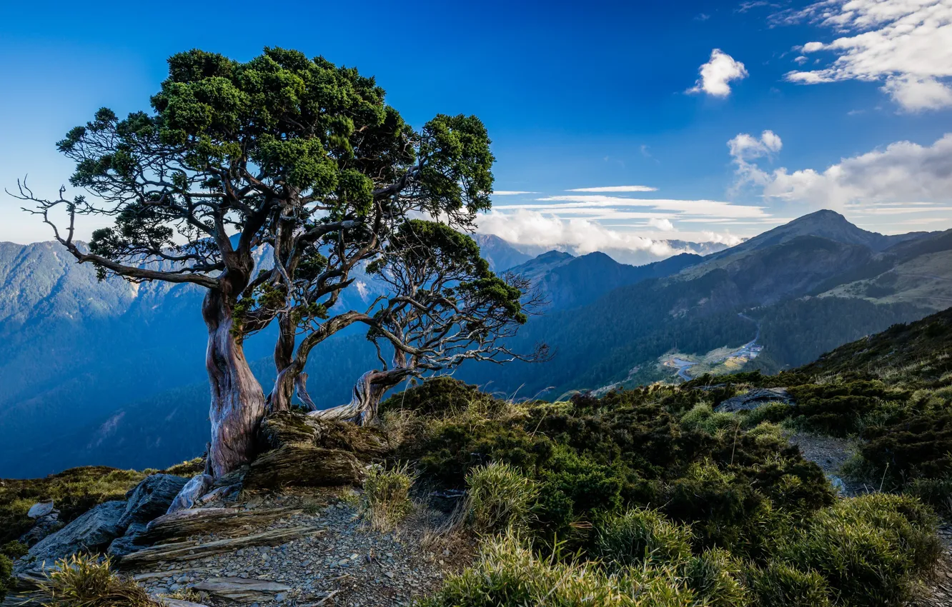 Фото обои небо, деревья, горы