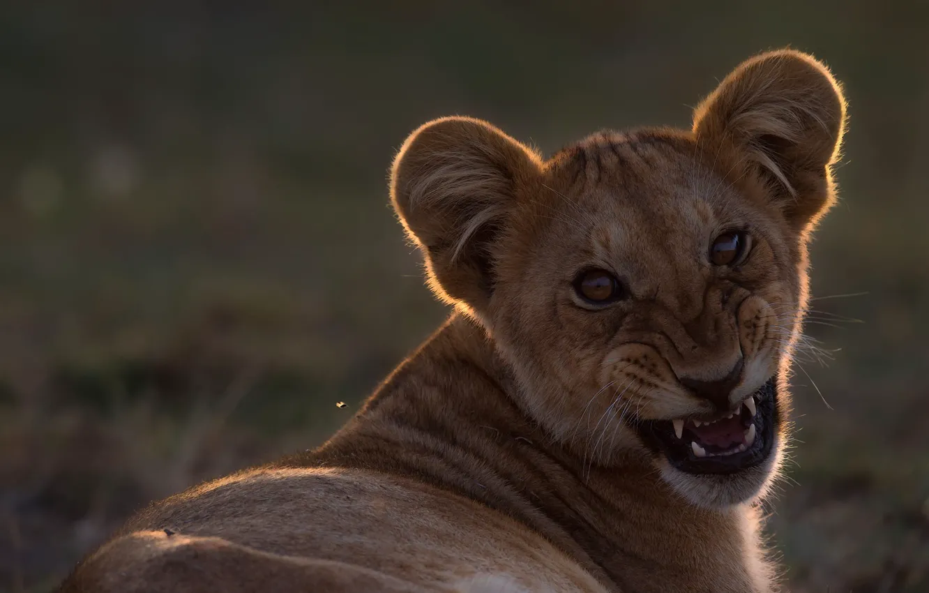 Фото обои оскал, мордашка, львёнок