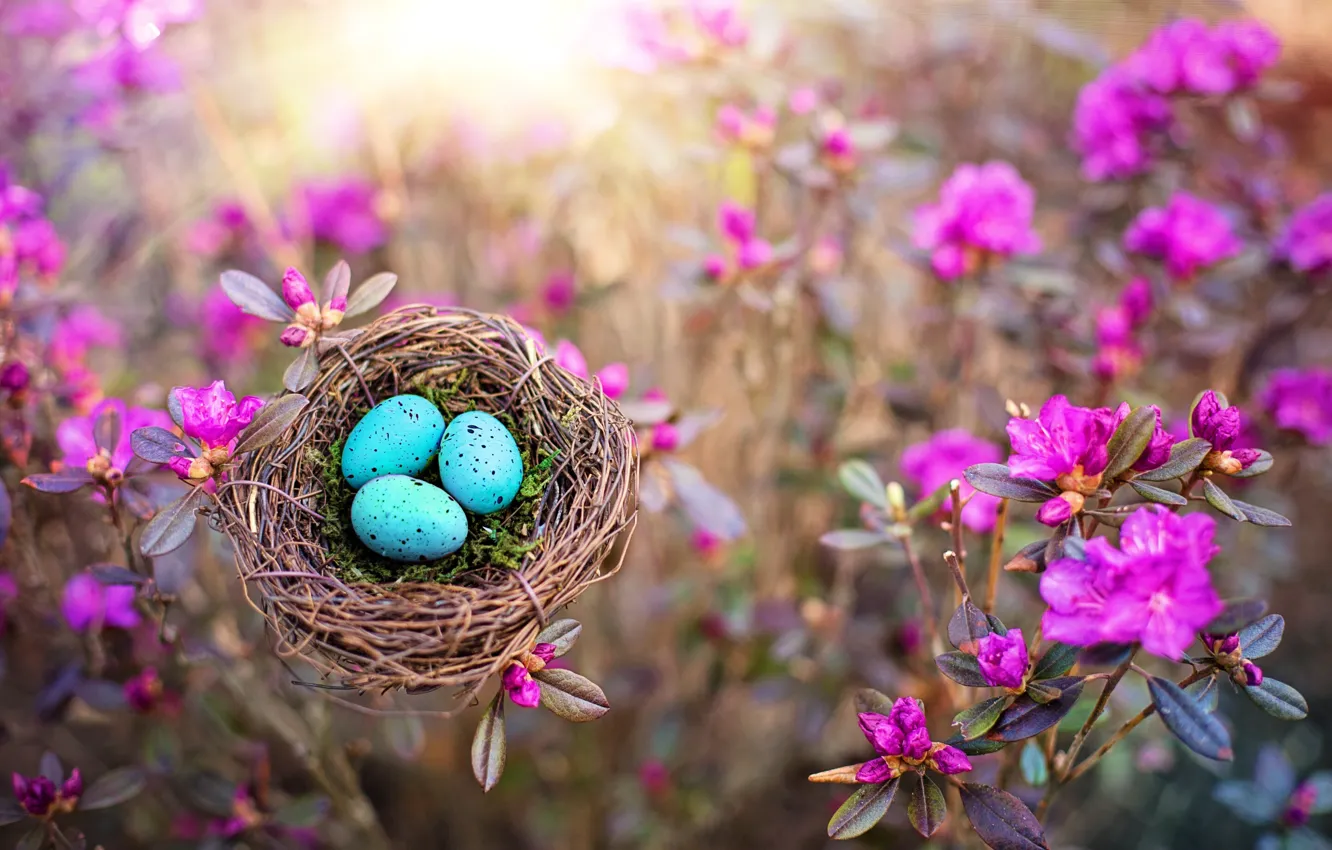 Фото обои цветы, природа, яйца, весна, гнездо, кусты, багульник