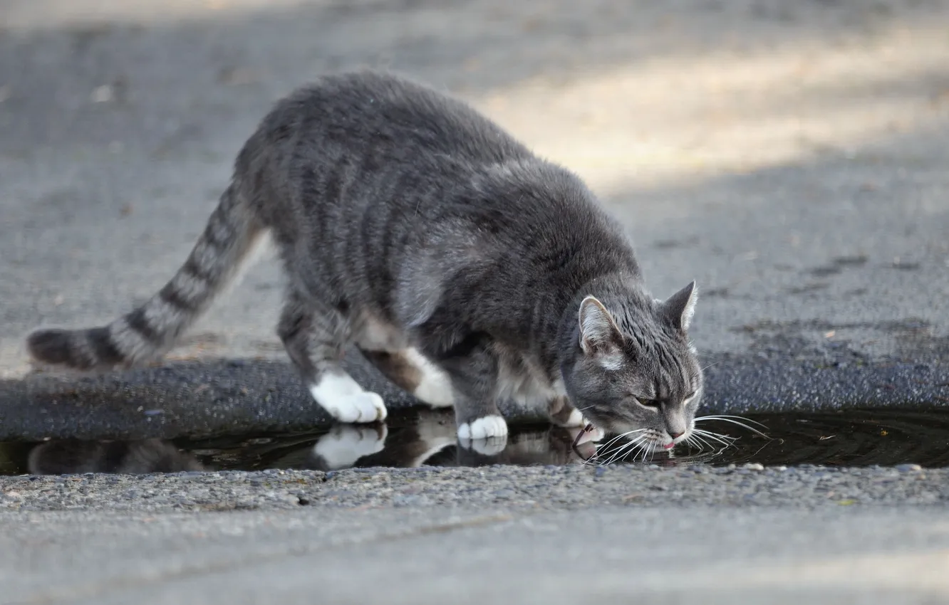 Фото обои кошка, вода, улица