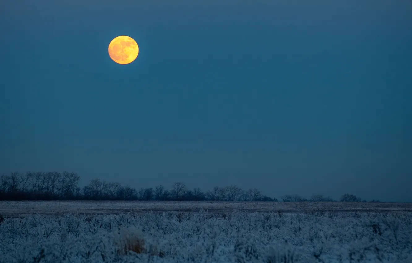 Фото обои зима, поле, деревья, луна, сумерки, заморозки