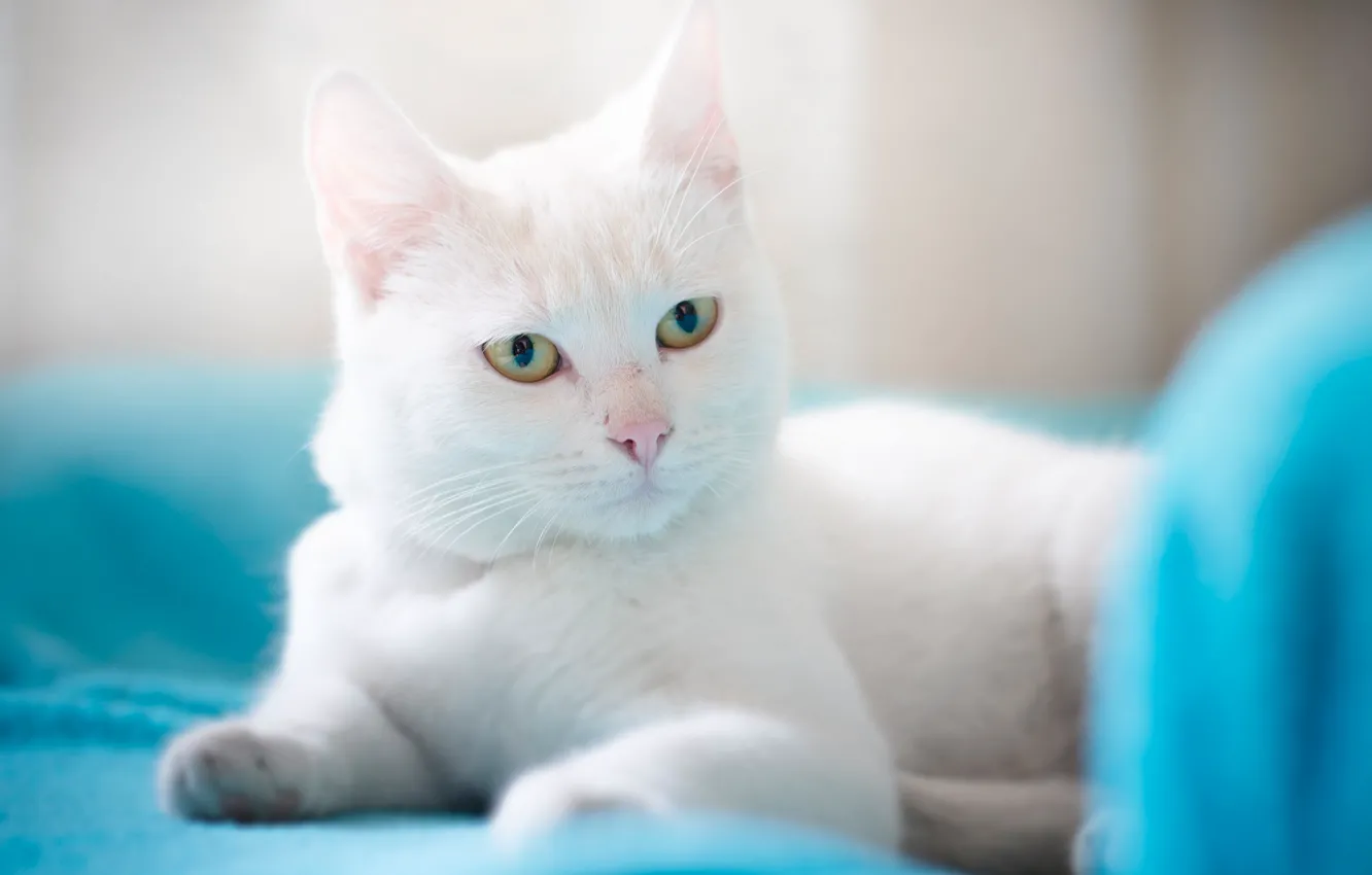 Фото обои кошка, взгляд, красавица, белая кошка