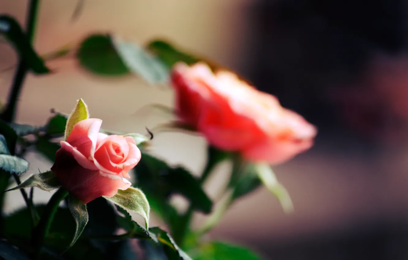 Фото обои цветы, стебли, розы, лепестки, цветение, flower, Rose