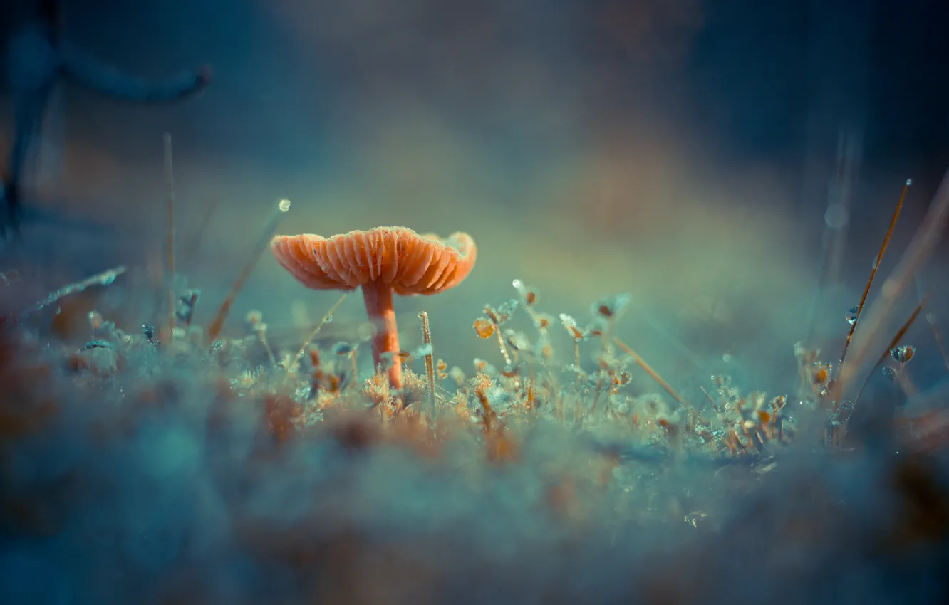 Фото обои трава, роса, гриб, мох, грибок, Antonio Coelho