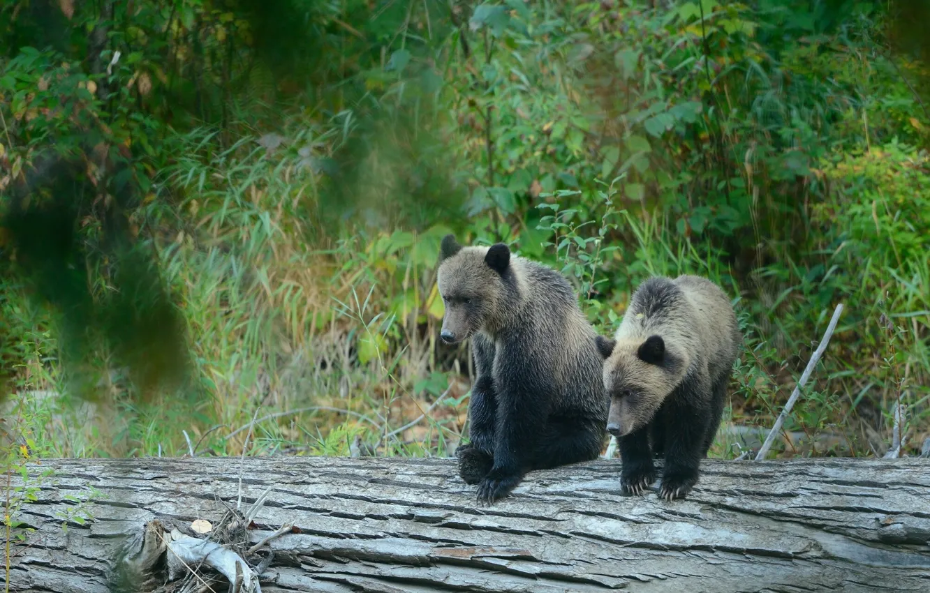 Фото обои лес, медведи, бревно, медвежата, гризли