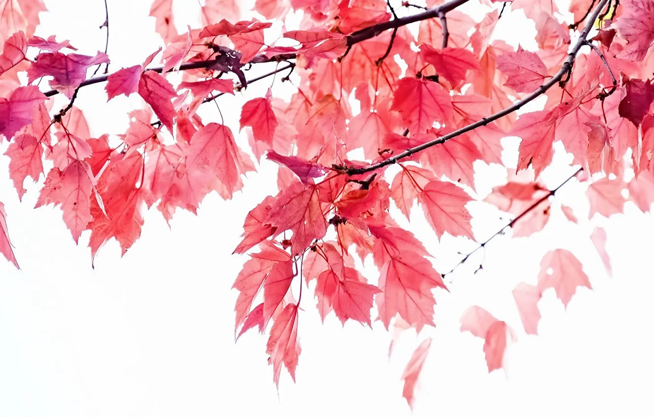 Фото обои осень, листья, ветки