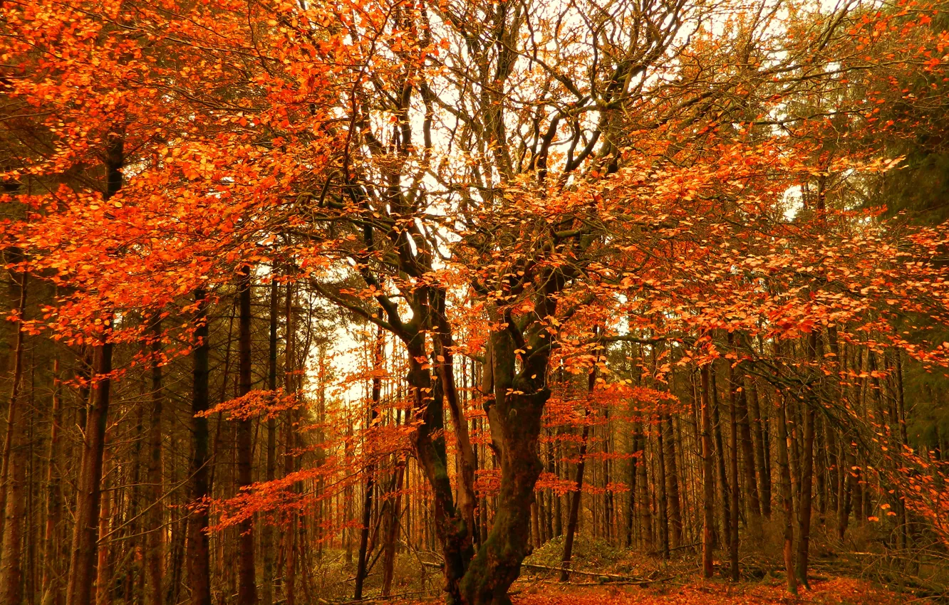 Фото обои Осень, Деревья, Лес, Fall, Autumn, Colors, Forest, Trees