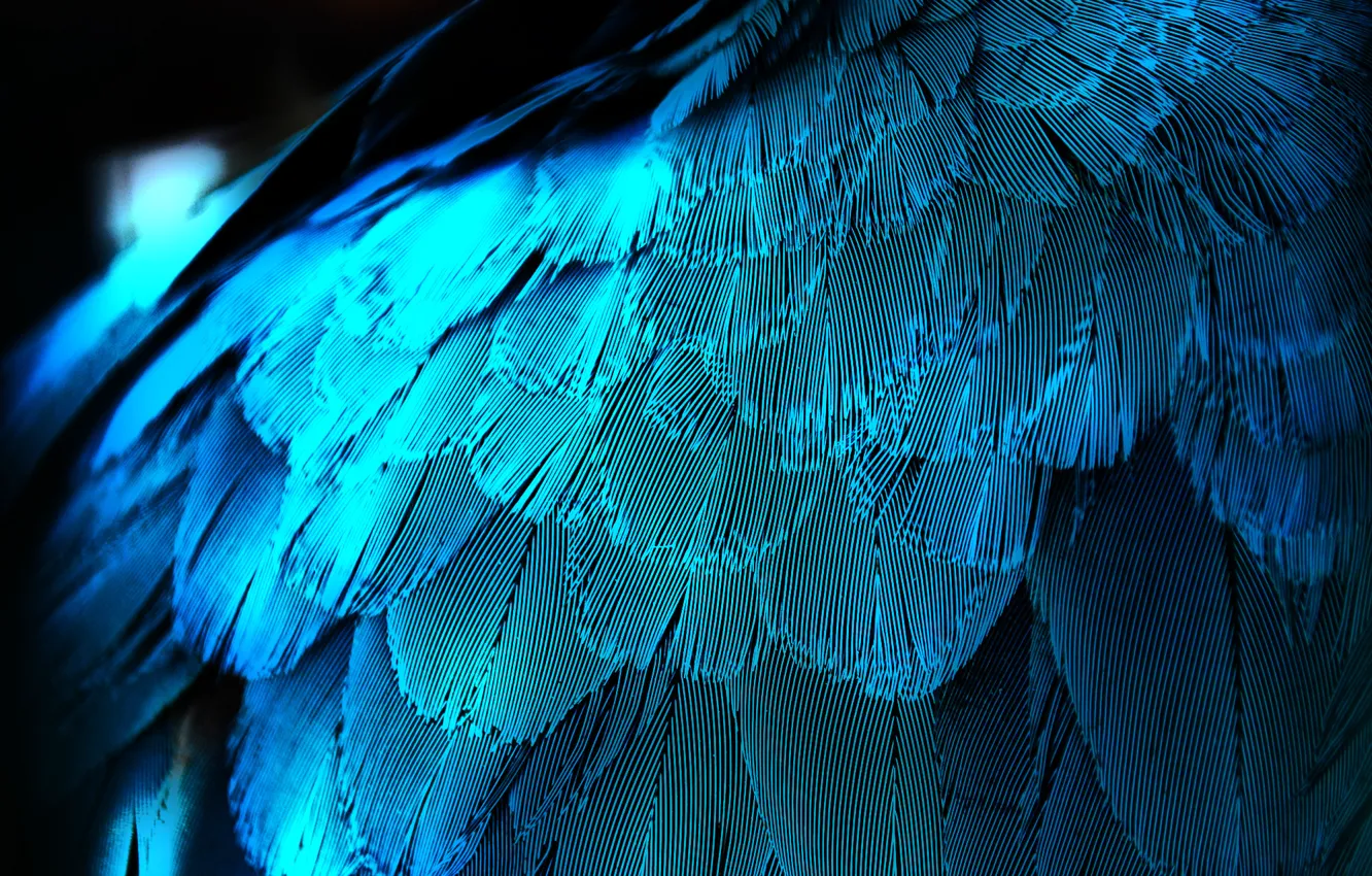 Фото обои макро, перо, перья, крыло, синяя