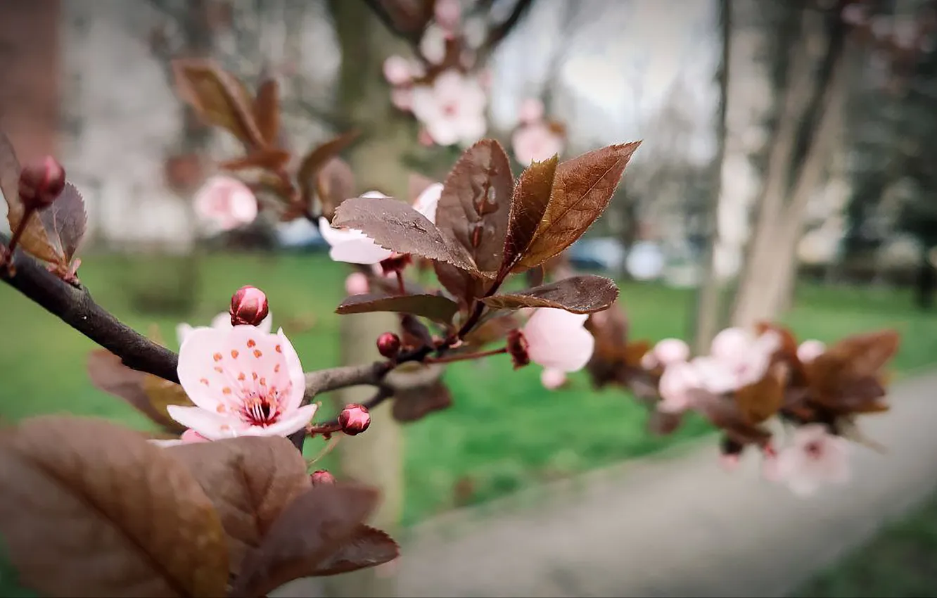 Фото обои цветы, природа, фон, весна, nature, flowers, китайка, background